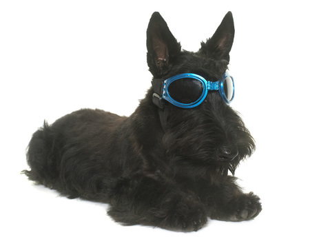 puppy scottish terrier in front of white backgroundの写真素材