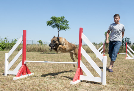teenager training his belgian shepherd in agilityの写真素材