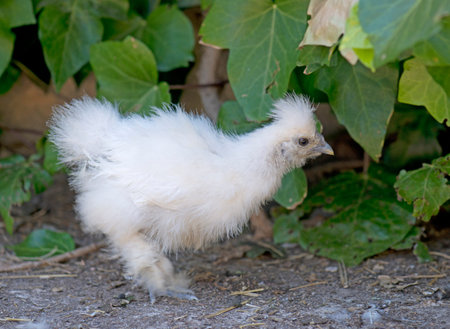 young silkie chicken walking in a gardenの写真素材