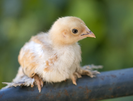 young bantam sabelpoot chick in a gardenの写真素材