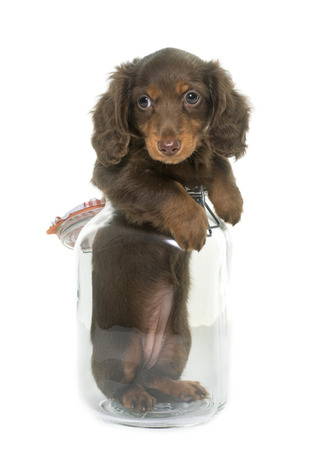 long hair dachshund in bowl  in front of white backgroundの写真素材