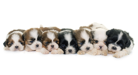 puppies shih tzu in front of white backgroundの写真素材