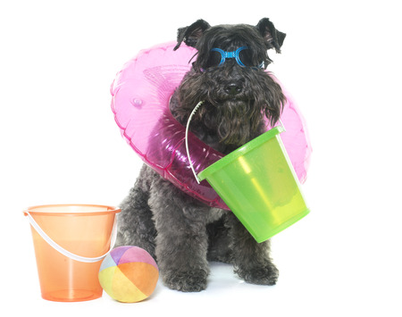 kerry blue terrier and accessory in front of white backgroundの写真素材