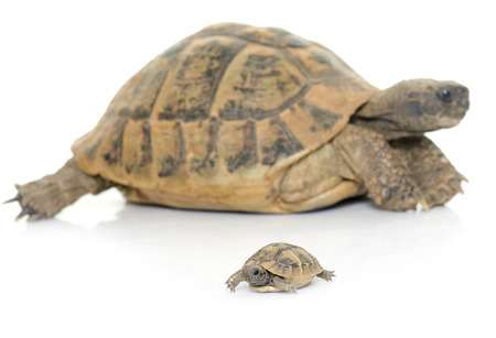 Hermanns Tortoise and baby turtles in studioの写真素材