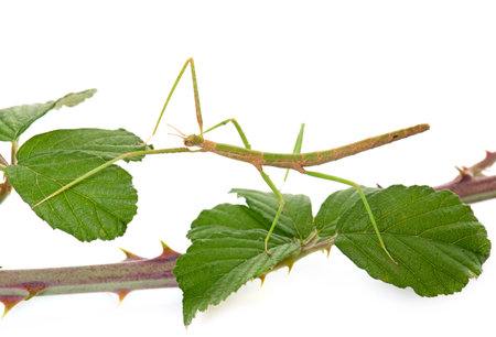 stick insect in front of white background