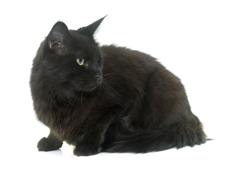 maine coon cat in front iof white backgroundの写真素材