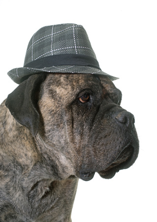 bull mastiff in front of white backgroundの写真素材