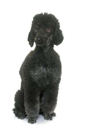 black poodle in front of white backgroundの写真素材