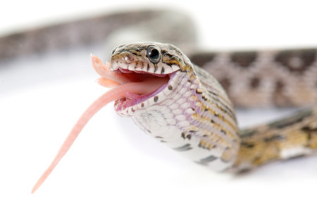 corn snake eating mouse in front of white backgroundの写真素材