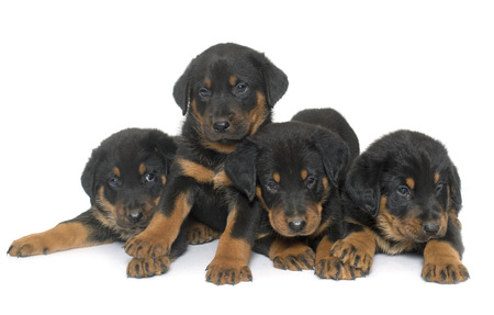 beauceron puppies in front of white backgroundの写真素材