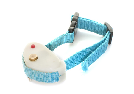 shock collar in front of white backgroundの写真素材