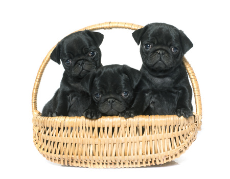 puppies black pug in front of white backgroundの写真素材