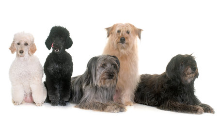 five dogs in front of white background