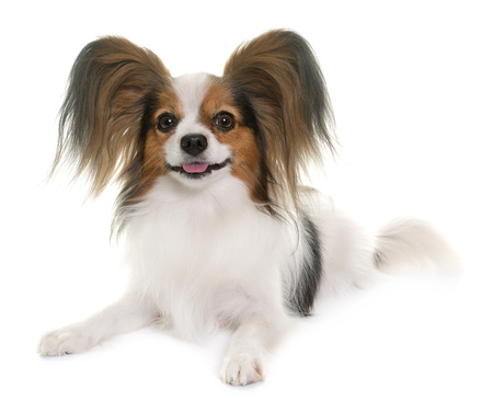 papillon dog in front of white backgroundの写真素材