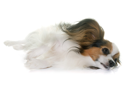 papillon dog in front of white backgroundの写真素材
