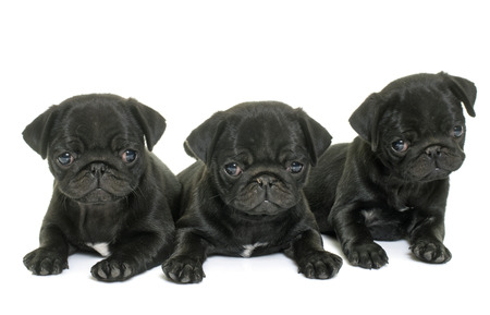 puppies black pug in front of white backgroundの写真素材