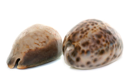 beautiful shellfish in front of white background