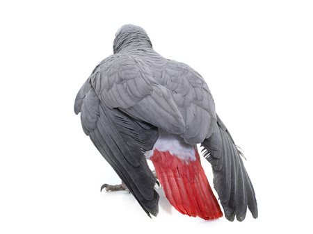 African grey parrot in front of white backgroundの写真素材
