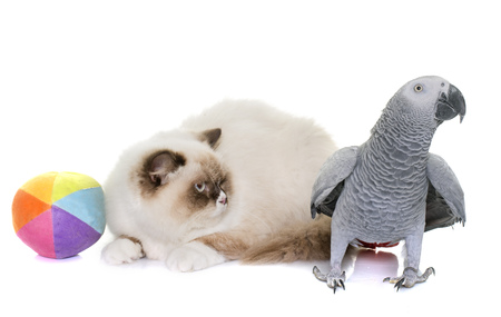 english longhair cat and parrot in front of white backgroundの写真素材
