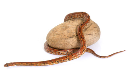 corn snake in front of white backgroundの写真素材
