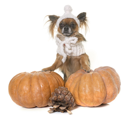 halloween pumpkin and chihuahua in front of white backgroundの写真素材