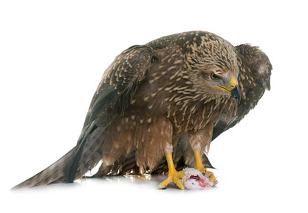 Common buzzard in front of white background