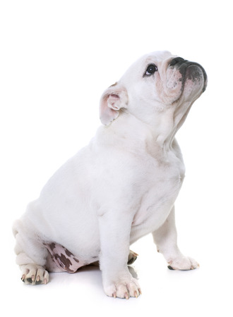puppy english bulldog in front of white backgroundの写真素材