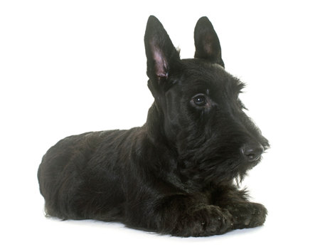 puppy scottish terrier in front of white backgroundの写真素材