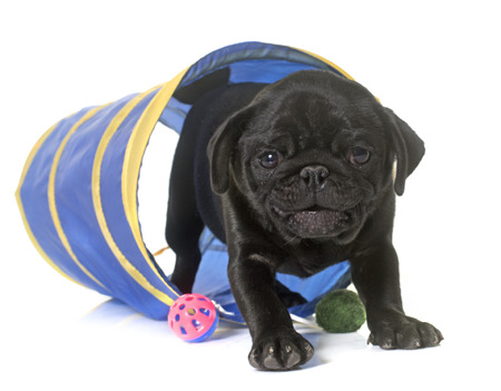 puppy black pug in a tunnel in front  of white backgroundの写真素材