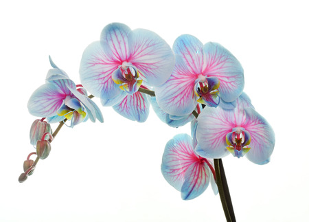 Blossoming orchid phalaenopsis, isolated on white backgroundの写真素材