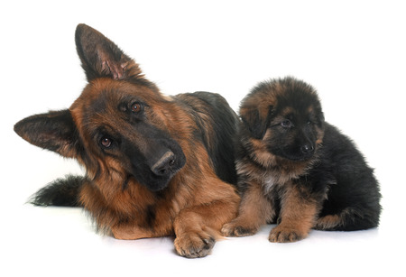 puppy and adult german shepherd in front of white backgroundの写真素材
