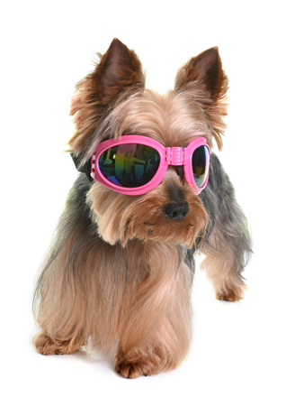 yorkshire terrier in front of white backgroundの写真素材