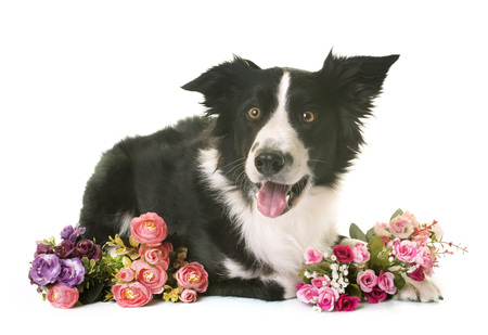 border collie in front of white backgroundの写真素材