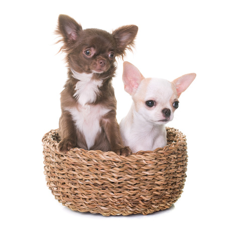 puppies chihuahua in front of white backgroundの写真素材