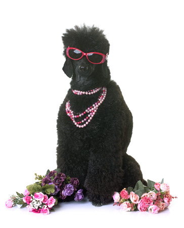 black dwarf poodle in front of white backgroundの写真素材