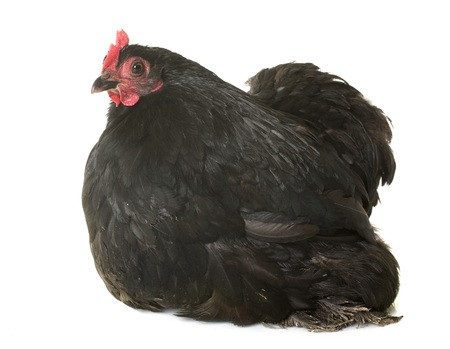pekin chicken in front of white backgroundの写真素材