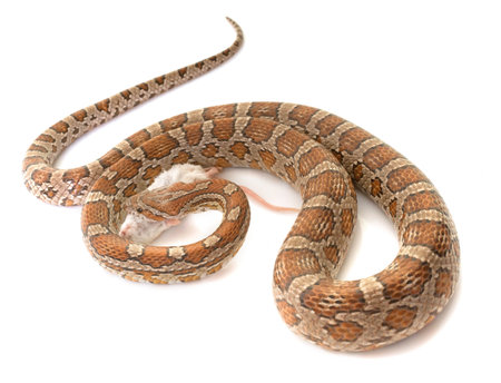 corn snake eating mouse in front of white background