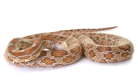 corn snake eating mouse in front of white background