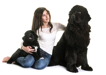 newfoundland dogs and teen in front of white backgroundの写真素材