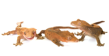 Crested gecko in front of white backgroundの写真素材