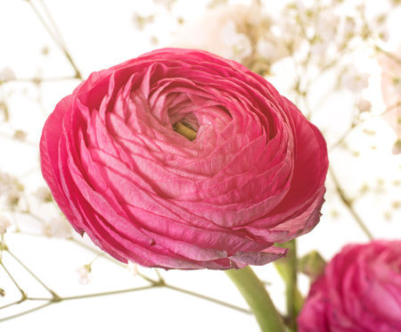 pink Ranunculus asiaticusの写真素材