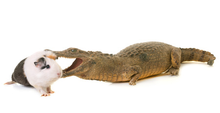 guinea pig and caiman in front of white backgroundの写真素材