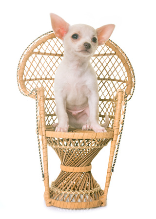 puppy white chihuahua in front of white backgroundの写真素材