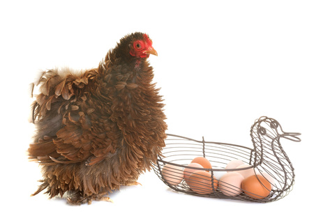pekin chicken and eggs in front of white backgroundの写真素材
