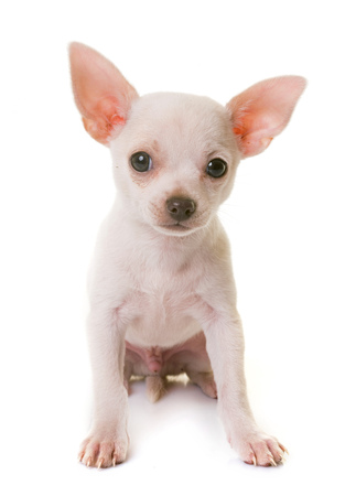 puppy white chihuahua in front of white backgroundの写真素材