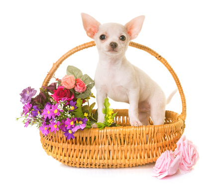 puppy white chihuahua in front of white backgroundの写真素材