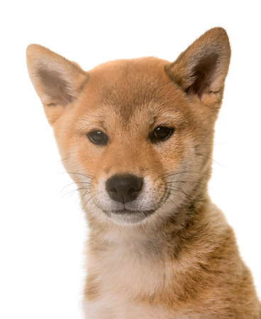 puppy shiba inu in front of white backgroundの写真素材