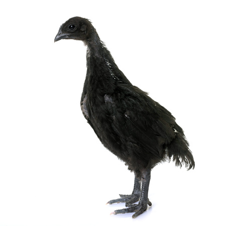 young ayam cemani in front of white backgroundの写真素材