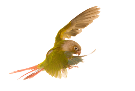 Green-cheeked parakeet in front of white backgroundの写真素材