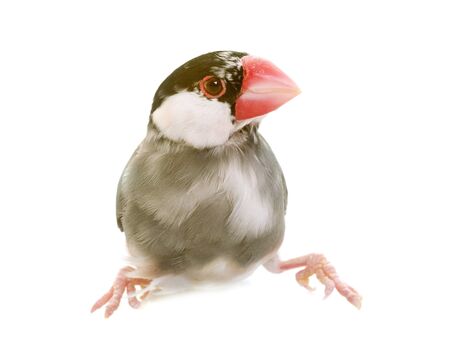 Java sparrow in front of white backgroundの写真素材